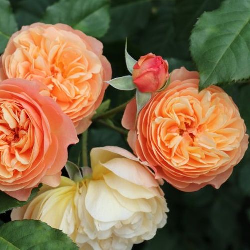 Vendita, rose, online Rosa Eveline Wild™ - giallo - rose nostalgiche - rosa intensamente profumata - PhenoGeno Roses - ,-
